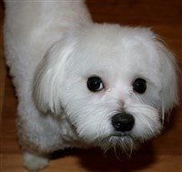cute-maltese-dog-big-eyes